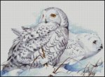 (image for) Snowy Owls